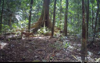 Camera Traps - August 2024
