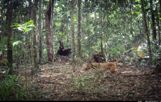 Camera Traps - August 2024