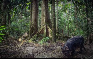 Camera Traps - September 2024