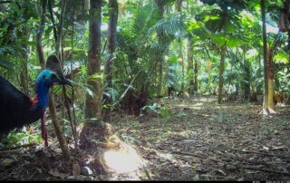 Camera Traps - September 2024