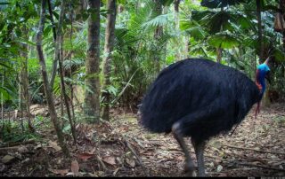 Camera Traps - September 2024