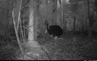 Camera Traps - September 2024