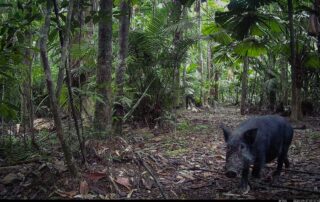 Camera Traps - September 2024