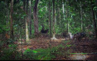 Camera Traps - September 2024