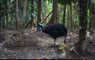 Camera Traps - September 2024