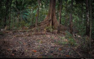 Camera Traps - September 2024