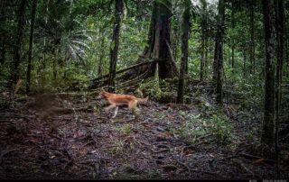 Camera Traps - September 2024
