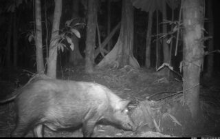 Camera Traps - September 2024