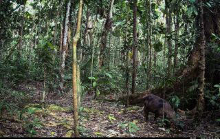 Camera Traps - September 2024