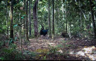 Camera Traps - September 2024