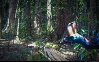 Camera Traps - September 2024