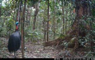 Camera Traps - October 2024