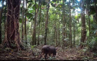 Camera Traps - October 2024