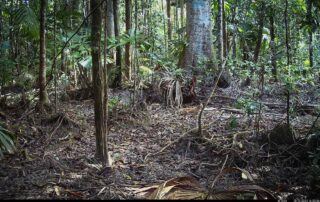 Camera Traps - October 2024