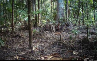 Camera Traps - October 2024