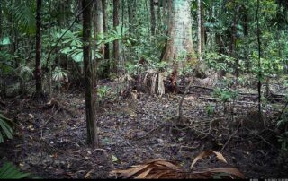 Camera Traps - October 2024