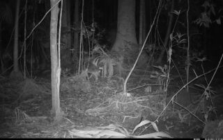 Camera Traps - October 2024