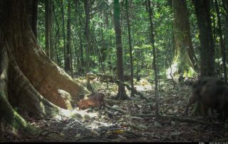 Camera Traps - October 2024