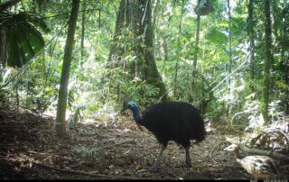 Camera Traps - October 2024