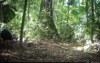 Camera Traps - October 2024