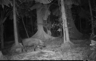 Camera Traps - October 2024