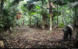 Camera Traps - October 2024