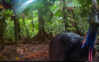 Camera Traps - October 2024
