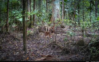 Camera Traps - October 2024