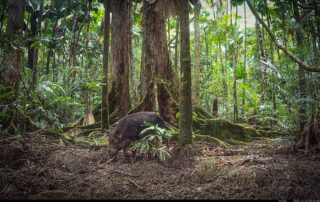 Camera Traps - October 2024