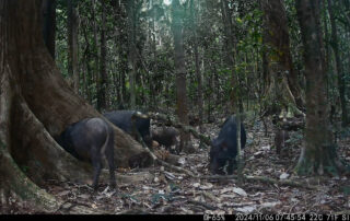 Camera Traps - November 2024