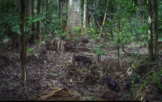 Camera Traps - November 2024