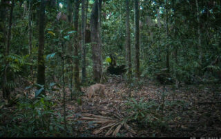 Camera Traps - November 2024