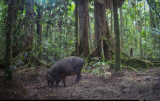 Camera Traps - December 2024