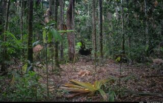 Camera Traps - December 2024