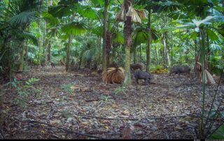 Camera Traps - January 2025