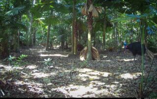 Camera Traps - January 2025