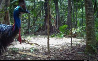 Camera Traps - January 2025