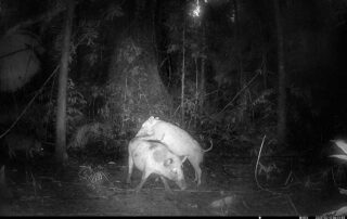 Camera Traps - February 2025