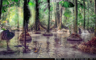 Camera Traps - February 2025