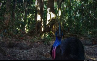 Camera Traps - March 2025