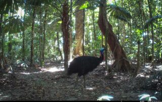 Camera Traps - March 2025