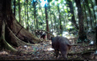 Camera Traps - March 2025