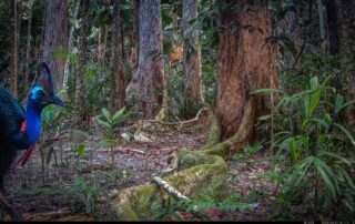 Camera Traps - March 2025