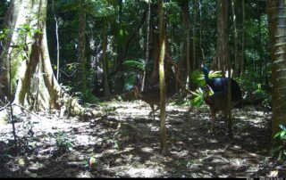 Camera Traps - March 2025