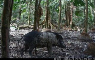 Camera Traps - March 2025