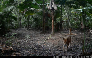Camera Traps - March 2025