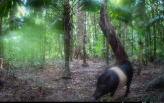 Camera Traps - March 2025