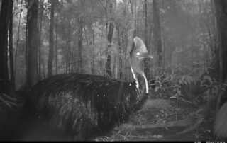 Camera Traps - March 2025