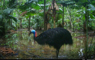 Camera Traps - March 2025