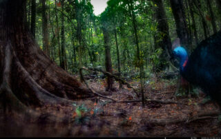 Camera Traps - March 2025